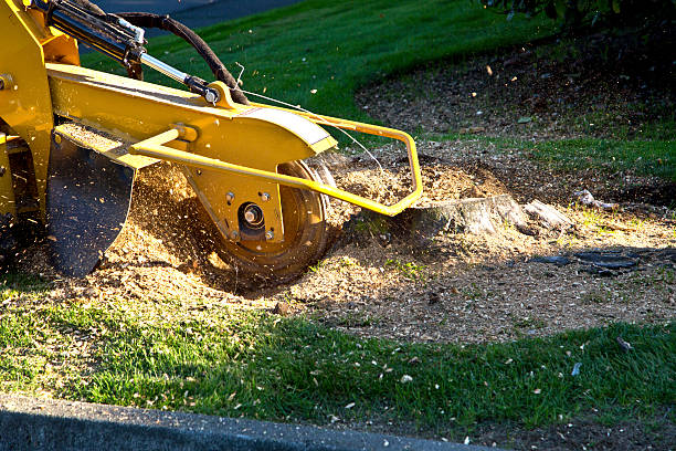 Best Tree Root Removal  in San Diego Country Estates, CA